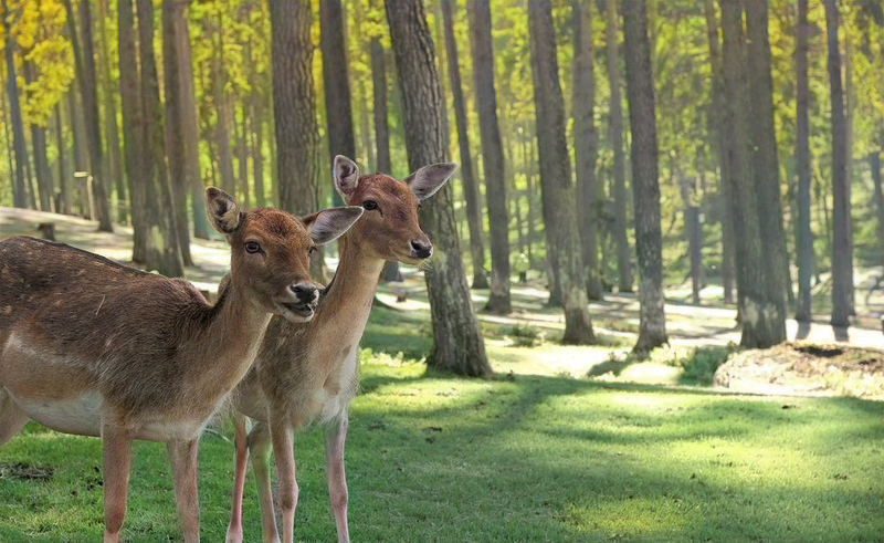 Deer in forest with natural colors restored