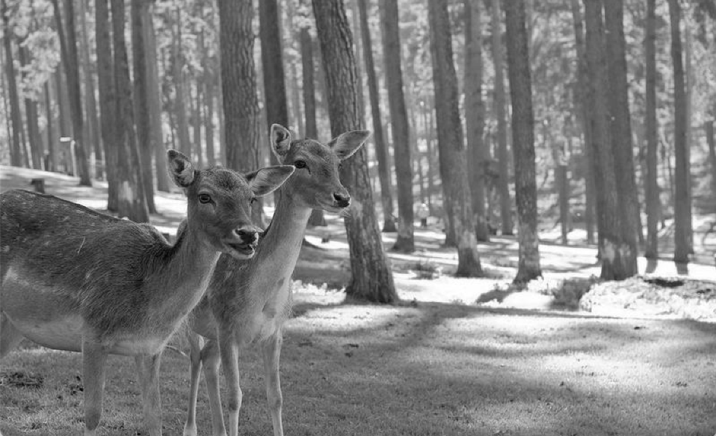 Deer in forest with black and white filter